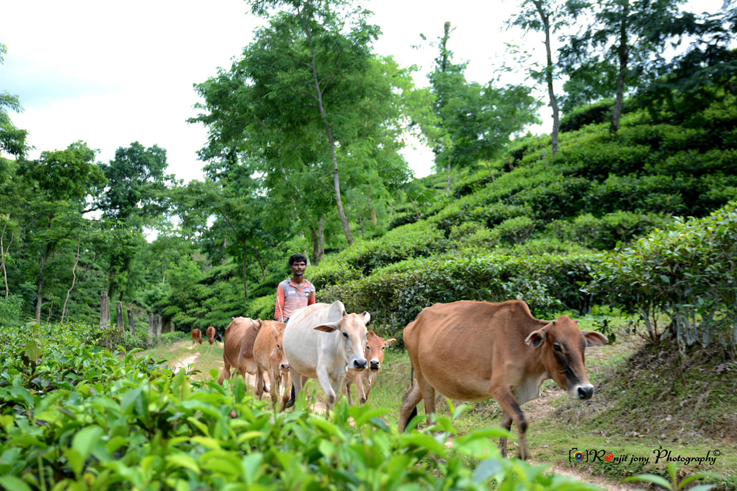 দূরদেশী রাখাল