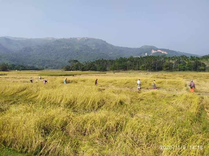 হেমন্তের সোনারঙ