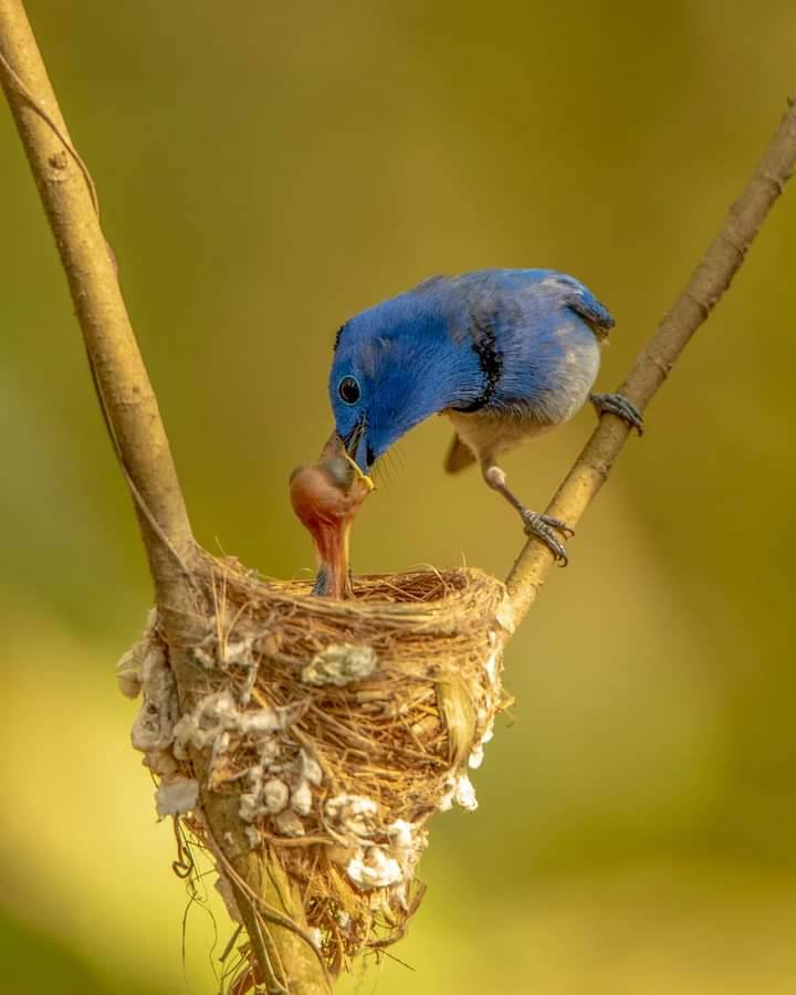 বাংলার রূপ