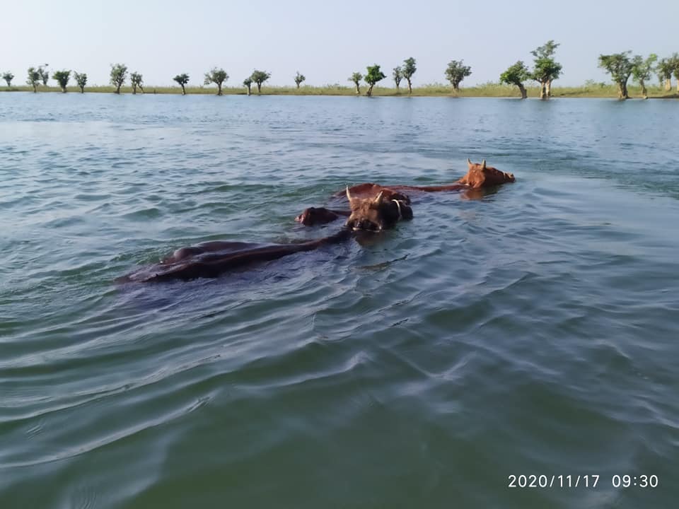 কচি ঘাসের লোভ