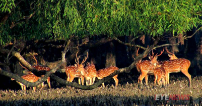 সোনারগাঁ, মহাস্থানগড়, সুন্দরবন ও কুমিল্লা ভ্রমণ