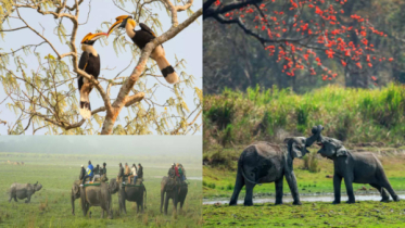 প্রকৃতির অপার বিস্ময় কাজিরাঙ্গা ন্যাশনাল পার্ক