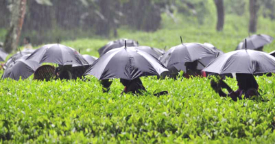 কাঙ্ক্ষিত বৃষ্টিপাতে চা বাগানে আনন্দের বন্যা 