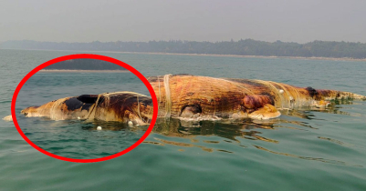 সৈকতে আবারও ভেসে এলো শরীরে জাল পেছানো মৃত তিমি