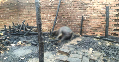খানসামায় মধ্যে রাতে আগুনে পুড়ে ছাই গবাদিপশু