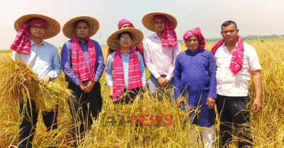 শনির হাওরে ধান কাটা উৎসব 