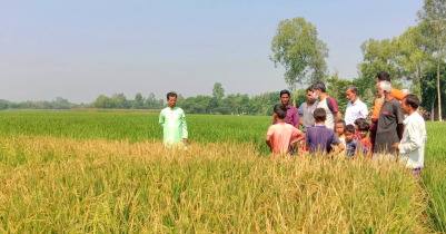 রাণীশংকৈলে বিষ মেরে কৃষকের ৪ একর জমির ফসল নষ্ট 