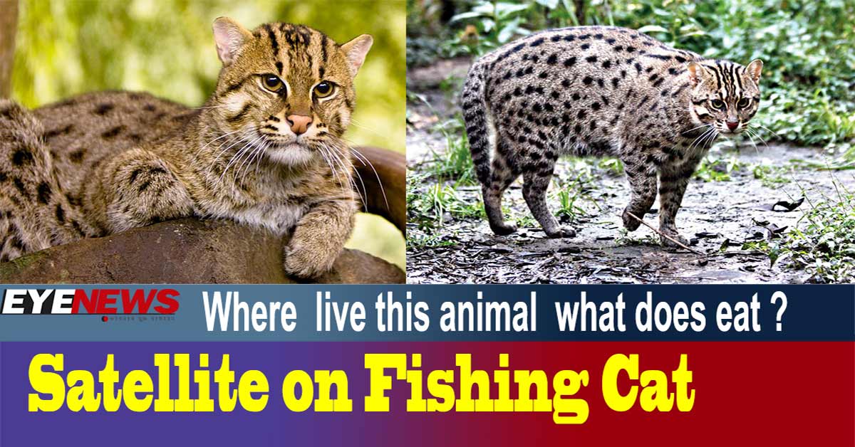 Fishing Cat