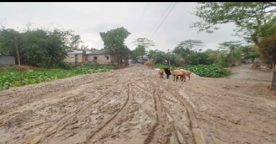 People are trapped in Baniachang due to light rain