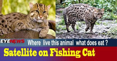 Satellite on Fishing Cat in Moulvibazar (Video)