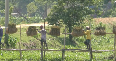 70% Boro paddy of haor areas harvested in Moulvibazar