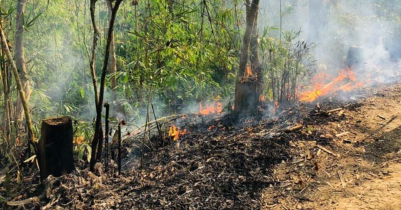 Preserved bamboo forest burnt fire in Kamalganj