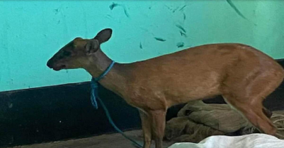 Deer rescued with legs tied in Habiganj