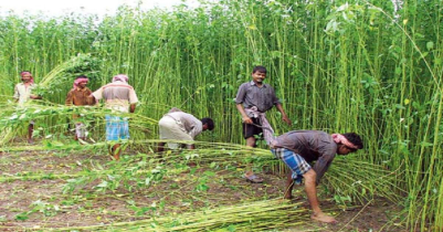 Habiganj is growing golden fiber plantation