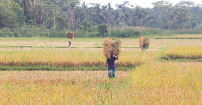 Boro Harvest: Labour crisis in Habiganj
