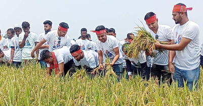 Chhatra League helps Sunamganj farmers harvest paddy