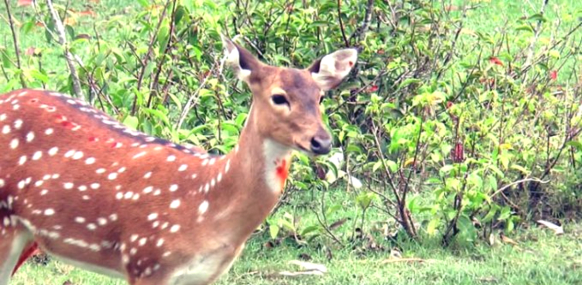 একটি হরিণ। ছবি- সংগৃহীত