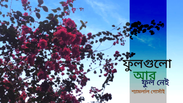 ফুলগুলো আর ফুল নেই। ছবি- হেলাল আহমেদ ফুলগুলো আর ফুল নেই। ছবি- হেলাল আহমেদ