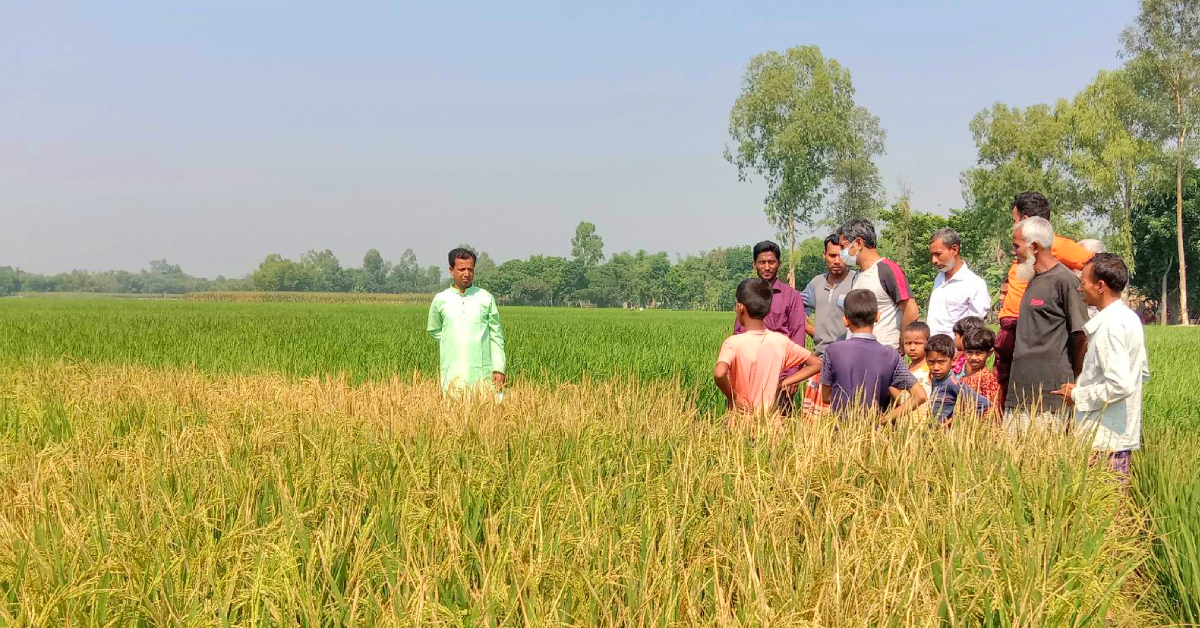 ধান ক্ষেতের নষ্ট হয়ে যাওয়া ফসল পরিদর্শন করছেন কর্মকর্তারা। ছবি- প্রতিনিধি