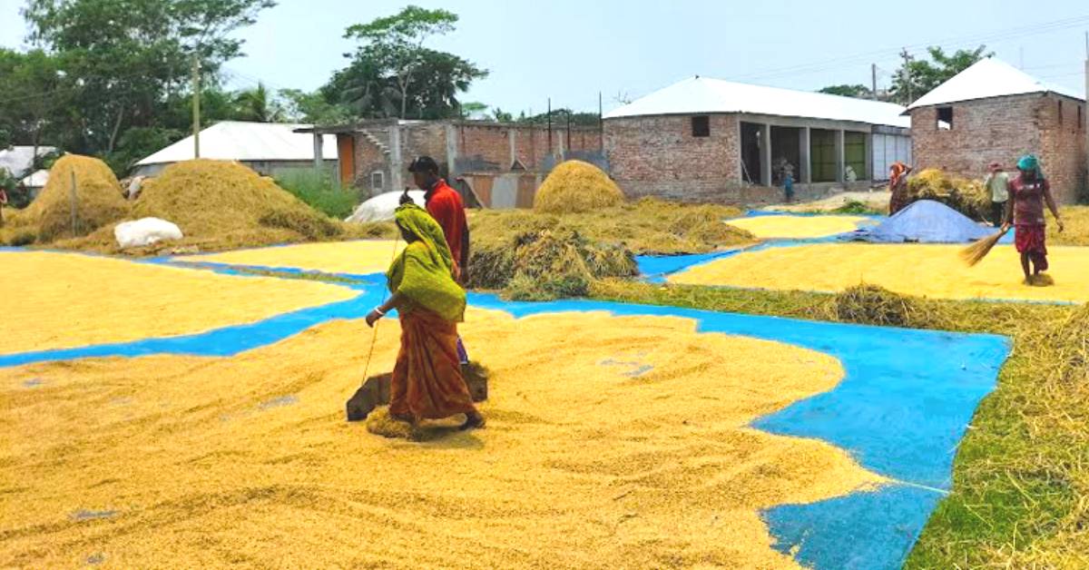 ধান উৎপাদনে রেকর্ড গড়ল বাংলাদেশ