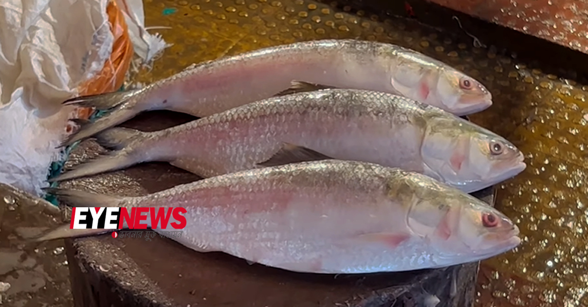 hilsa fish