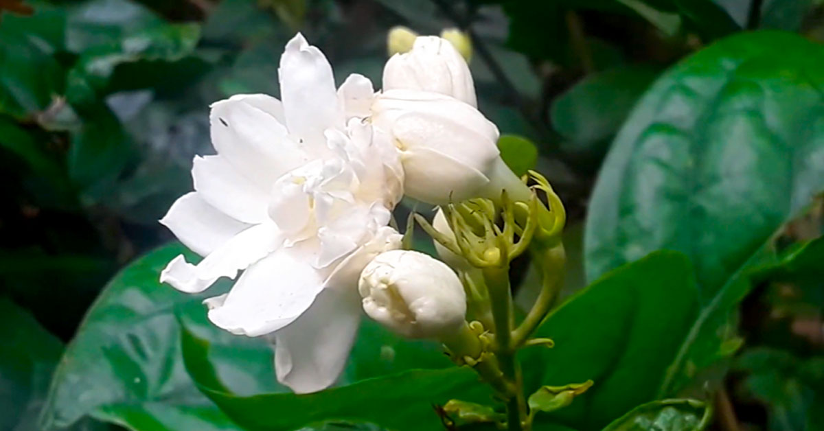 oleaceae family-বেলি ফুলের ছবি