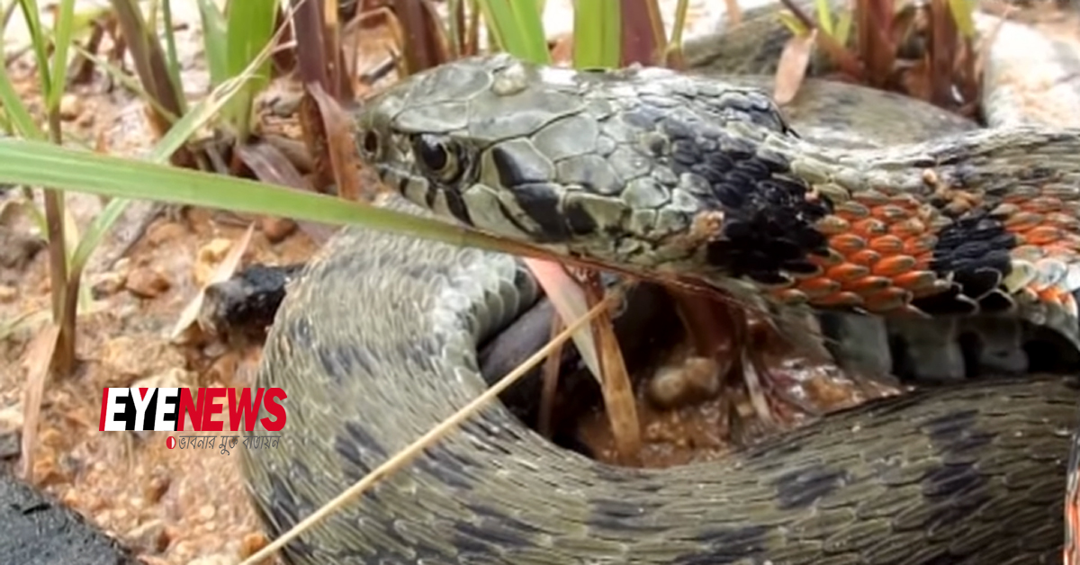 Tiger keelback snake | Eye News