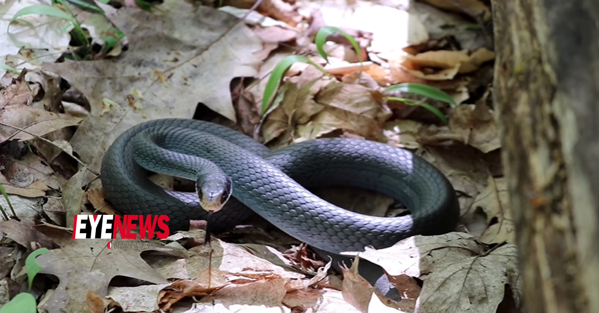 Blue Racer Snakes | Eye news