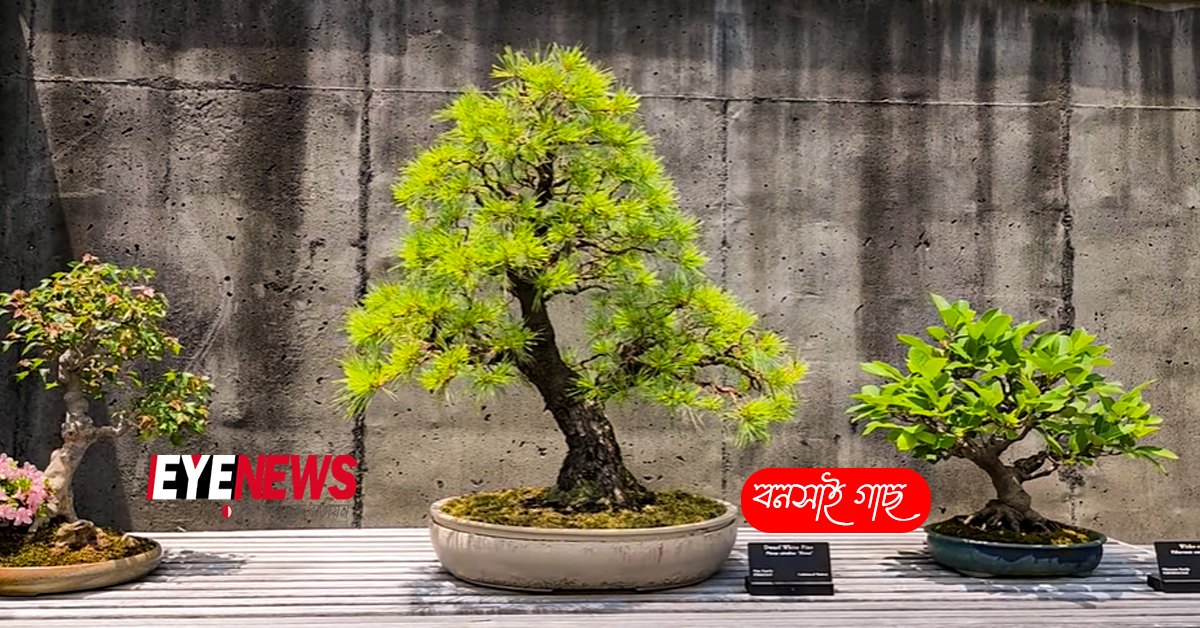  Bonsai | Eye News