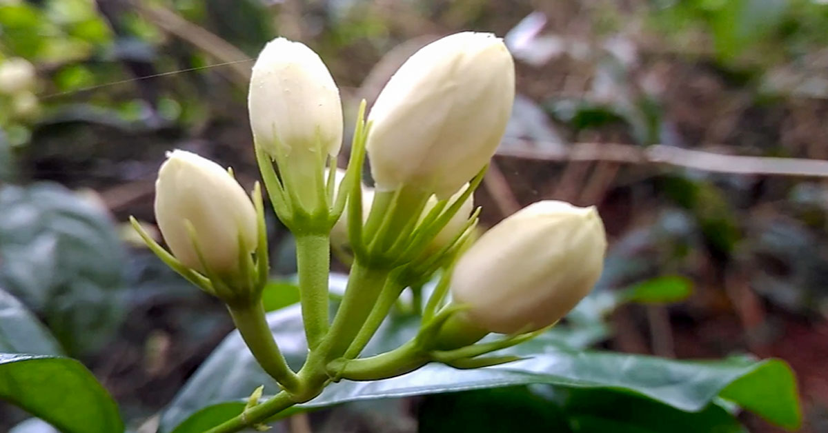 বেলি ফুলের ছবি Arabian jasmine_Eye-News