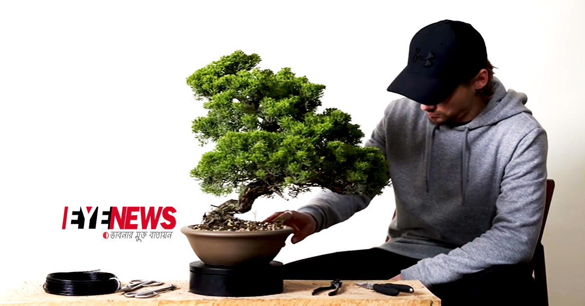 Restoring a Neglected Chinese Juniper Bonsai | Eye News