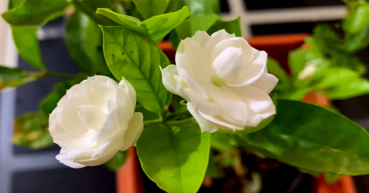 Arabian Jasmine ( Jasminum sambac )