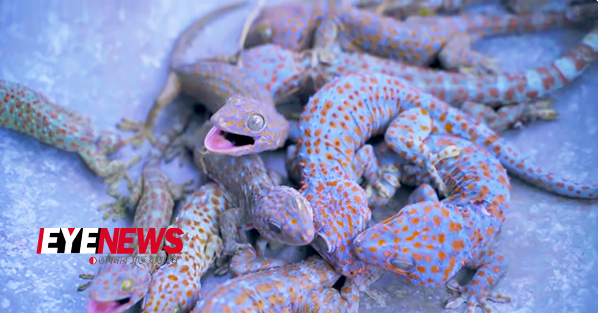 চীনের খাবারের ছবি | Fried gecko | Eye News