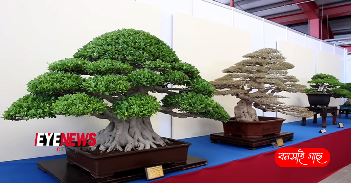 Bonsai exhibition-Eye News