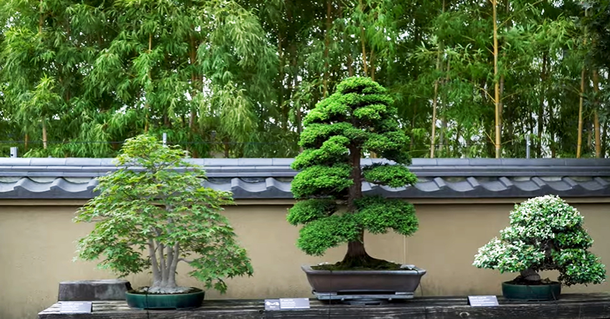 Bonsai_আই-নিউজ-2023-বনসাই গাছ