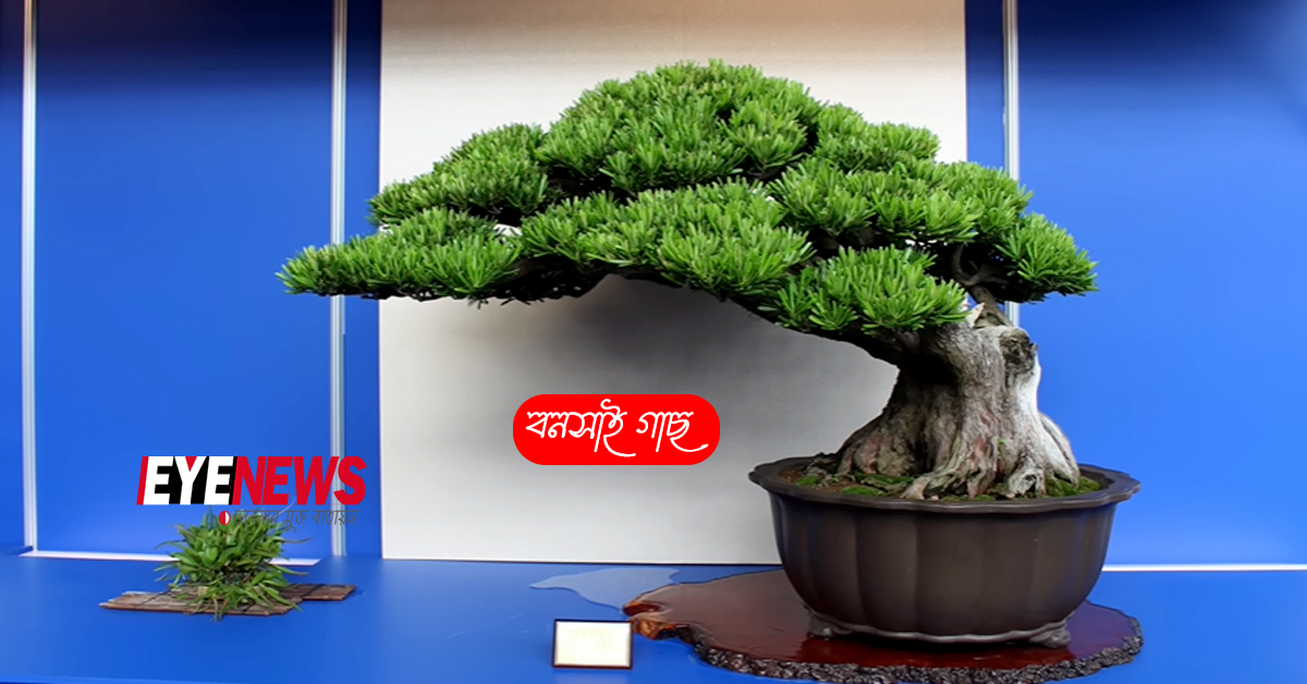 Bonsai exhibition | Eye News