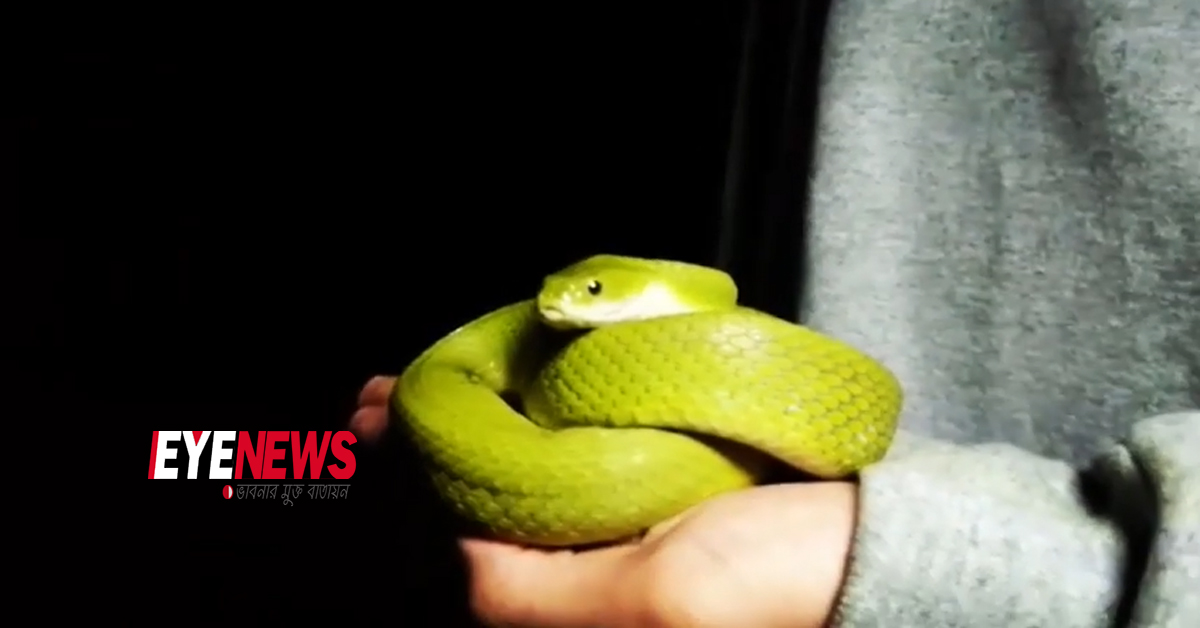 Green Keelback | Eye news