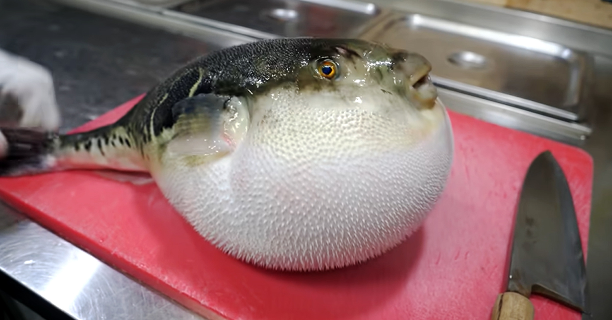 চীনের খাবারের ছবি | fugu fish chinese food | Eye News