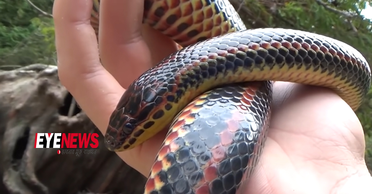 rainbow snake | Eye news