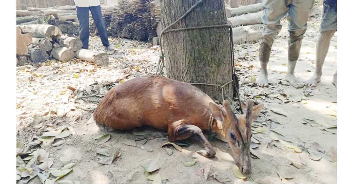 লোকালয়ে চলে আসা মায়া হরিণ। ছবি- আই নিউজ