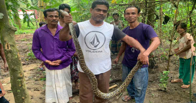 মুরগি খেতে এসে আটকে যায় অজগর, মৃত্যু থেকে রক্ষা