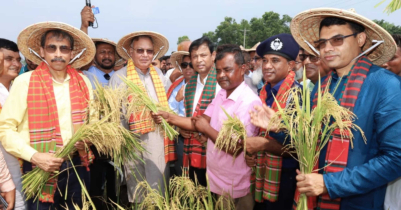উচ্চফলনশীল ধানের চাষ বাড়াতে পারলে চাল রপ্তানিও করা যাবে: কৃষিমন্ত্রী