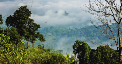 বাংলাদেশের বন 