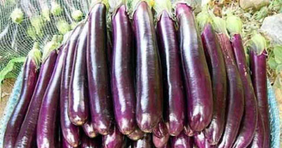 বাজারে বেগুনের দাম চড়া, একদিনে দাম বেড়েছে দ্বিগুণ! 