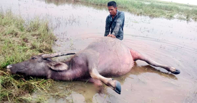হাকালুকি হাওরে বজ্রপাতে মহিষের মৃ-ত্যু হাকালুকি হাওরে বজ্রপাতে মহিষের মৃ-ত্যু
