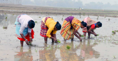 ফুলবাড়ীতে ইরি-বোরো চাষে ব্যস্ত সময় পার করছেন কৃষাণ-কিষাণীরা