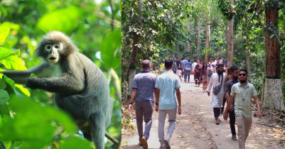 লাউয়াছড়ায় পর্যটকের ভিড়-হইহুল্লোড়ে দিশাহারা বনের প্রাণী 