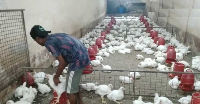 ঈদের আগে মৌলভীবাজারে বেড়ে গেছে মোরগের দাম ঈদের আগে মৌলভীবাজারে বেড়ে গেছে মোরগের দাম