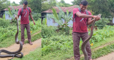 কমলগঞ্জ চা বাগানে অজগর উদ্ধার, লাউয়াছড়ায় অবমুক্ত 