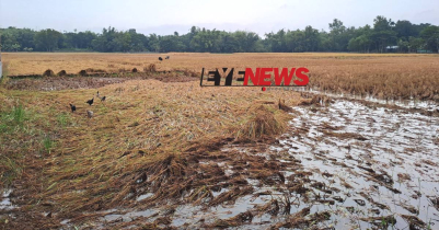 গুঁড়িগুঁড়ি বৃষ্টিতে আমন ধান ও শীতকালীন সবজী নষ্ট